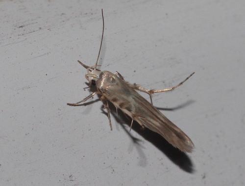 Palumbina guerinii